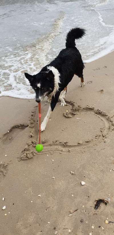 Dogorama-Monats-Challenge-Mai "Wasser"-Beitrag-Bild