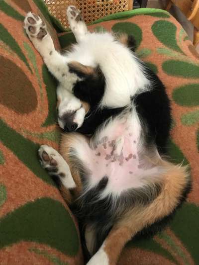 Zeigt mir die lustigsten Schlafpositionen eurer Fellnasen-Beitrag-Bild