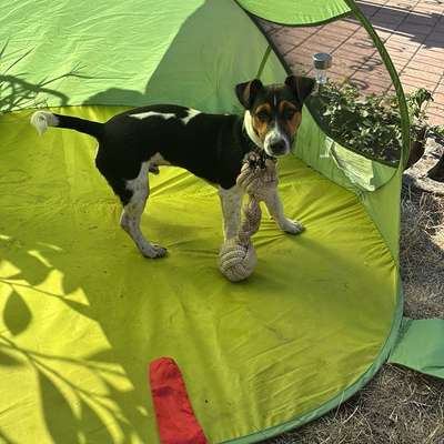 Hundetreffen-Felix sucht einen Gassipartner-Bild