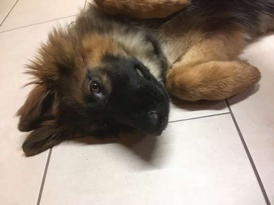 Postet das beste Foto von euren 4 beinern-Beitrag-Bild