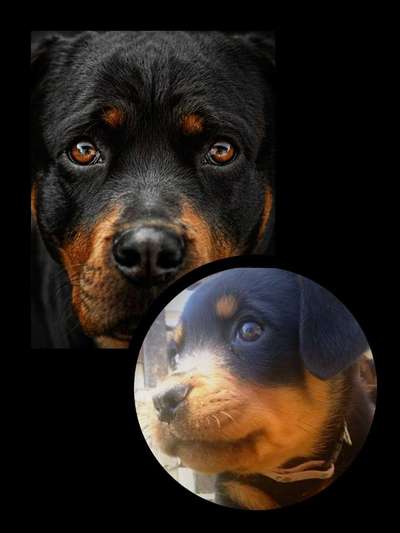 Vom Welpen zum Hund-Beitrag-Bild