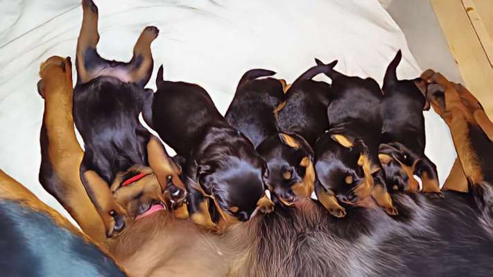 Dogorama Photo Challenge - Zeigt her eure Bäuche-Beitrag-Bild