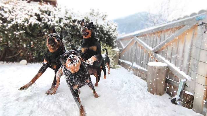 Dogorama Photo Challenge - Hunde in Action-Beitrag-Bild