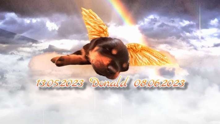 Unsere Fellnasen im Regenbogenland-Beitrag-Bild