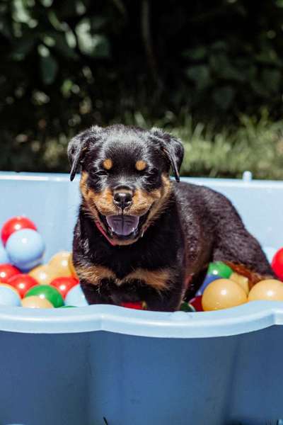 Handy Foto Challange Nr. 46  Happy Dog-Beitrag-Bild