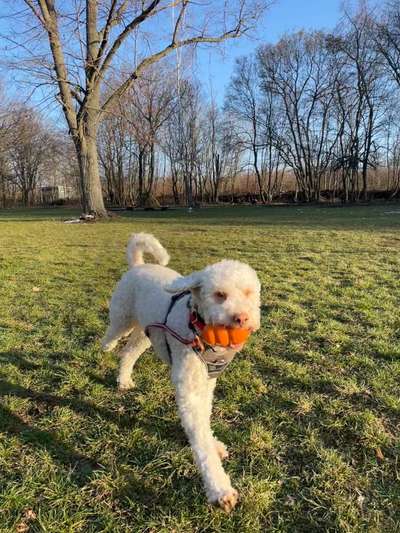 Lagotto Romagnolo Besitzer-Beitrag-Bild