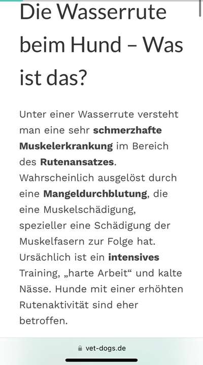 Lagotto Romagnolo Besitzer-Beitrag-Bild