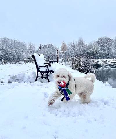 Lagotto Romagnolo Besitzer-Beitrag-Bild
