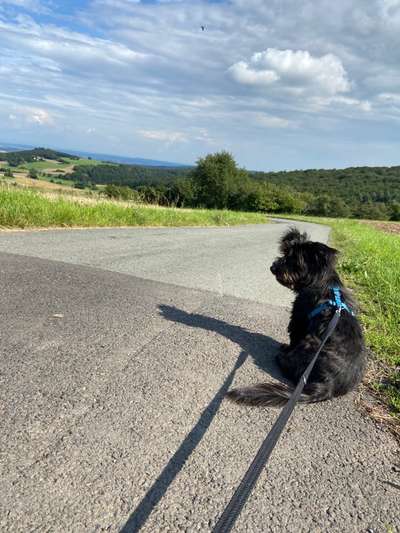 Hundeauslaufgebiet-Kleine Runde um die Moritzburg-Bild