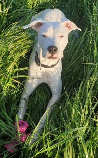 Die Dogorama Monats Challenge "Es grünt und blüht"-Beitrag-Bild