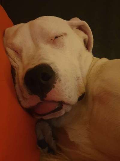 Fotochallenge Nr. 59 - Mein Hund zeigt die Zunge-Beitrag-Bild