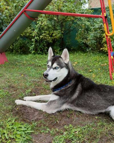 Nordische Hunde-Beitrag-Bild