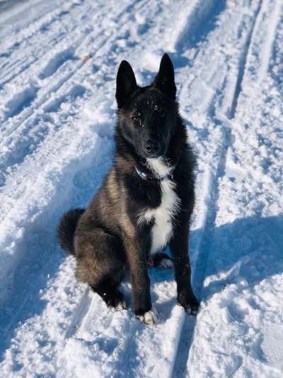 Russisch-Europäischer Laika-Beitrag-Bild