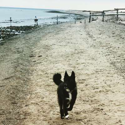 Hunde im Urlaub-Beitrag-Bild
