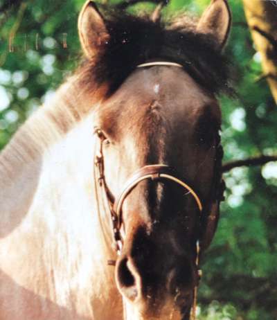 Unsere Sternchen ******-Beitrag-Bild