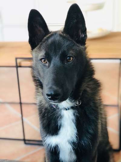 Seltene Rassen!-Beitrag-Bild