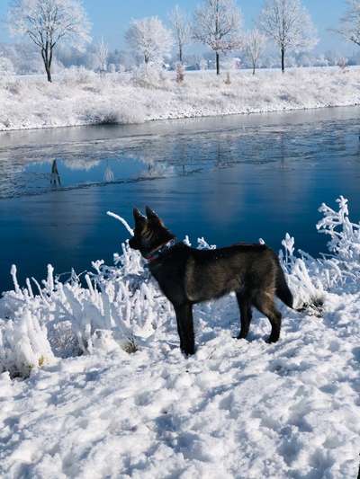 Dogorama-Monats-Challenge-Mai "Wasser"-Beitrag-Bild