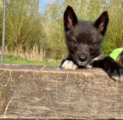 Welpen Bilder !-Beitrag-Bild