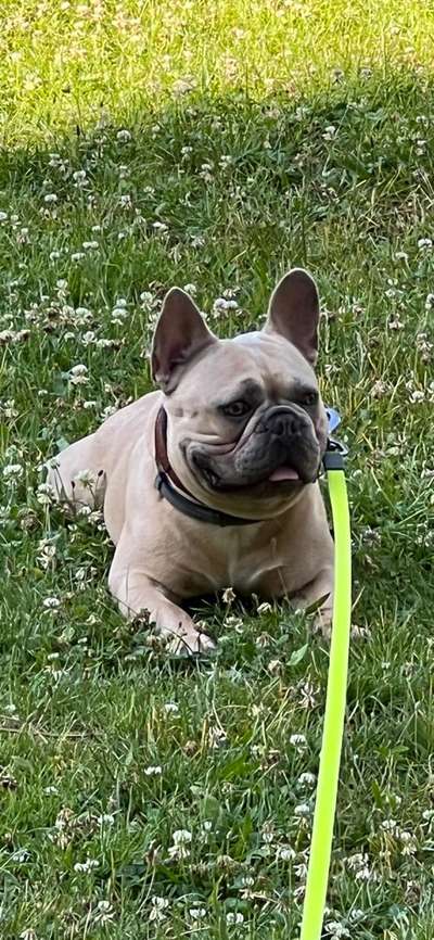 Wie heißt dein Hund?-Beitrag-Bild