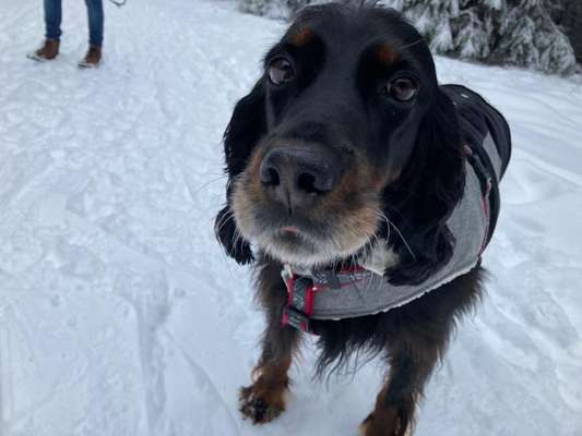 Die Dogorama Kalender Challenge Titelbild-Beitrag-Bild