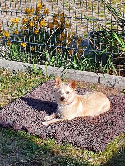 Mischlingshunde Foto Aufruf-Beitrag-Bild