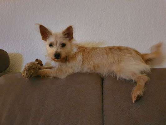 FOTO CHALLENGE 77 - Dein Hund im Spiel-Beitrag-Bild