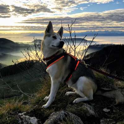 Die Dogorama Kalender Challenge Titelbild-Beitrag-Bild