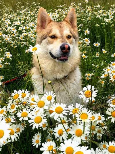 Zeichnungen eurer Hunde-Beitrag-Bild