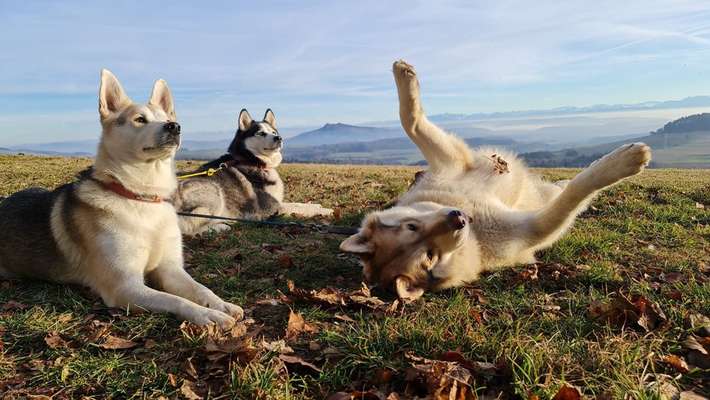 Zeigt mal die schönsten Bilder von euren Hunden !-Beitrag-Bild