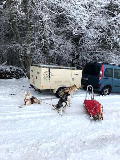 Wo fährt euer Hund im Auto mit?-Beitrag-Bild