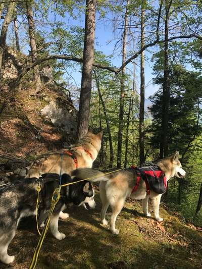 Wie kamst du zu deinem Hund?-Beitrag-Bild