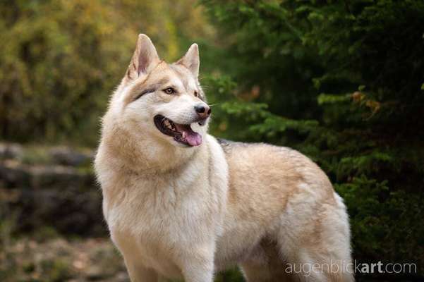 Auslandstierschutz-Beitrag-Bild