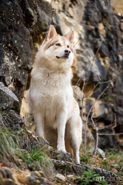 Die Dogorama Kalender Challenge 4/4-Beitrag-Bild