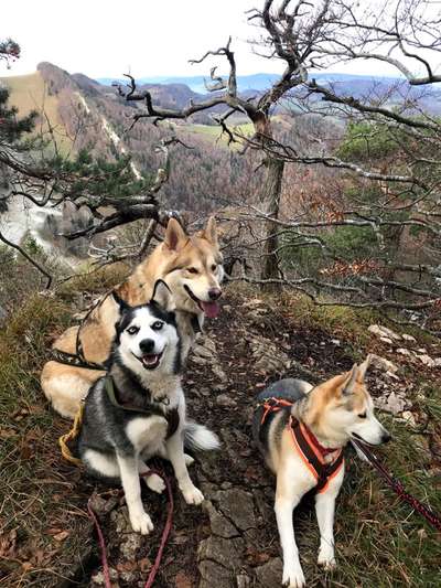 Zeigt mal die schönsten Bilder von euren Hunden !-Beitrag-Bild