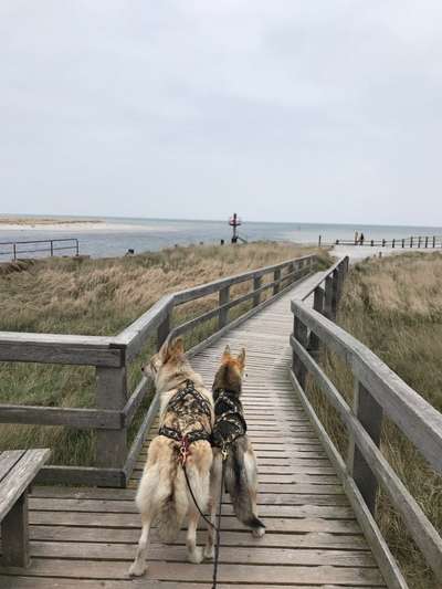 nord- oder Ostsee, Urlaub mit Hund-Beitrag-Bild