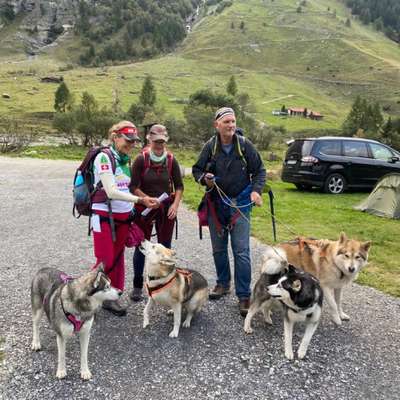 Hundetreffen-Dogtrecking-Bild