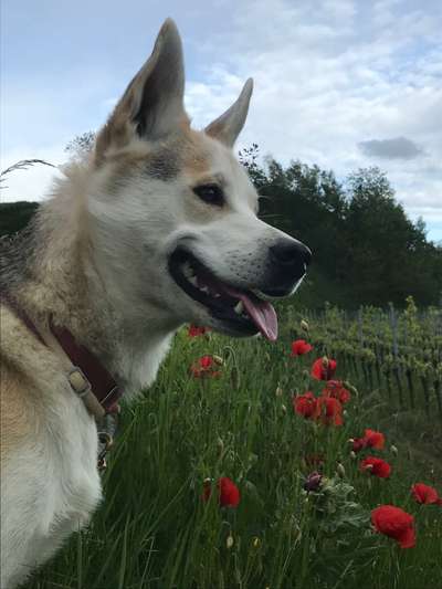 Die Dogorama Monats Challenge "Es grünt und blüht"-Beitrag-Bild