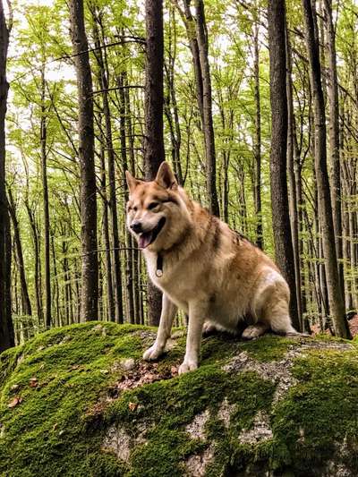 Seelenhunde-Beitrag-Bild