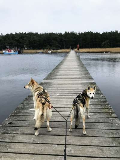 nord- oder Ostsee, Urlaub mit Hund-Beitrag-Bild