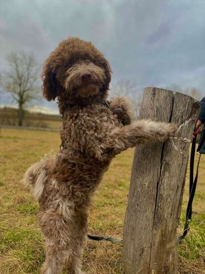 Lagotto Romagnolo Besitzer-Beitrag-Bild