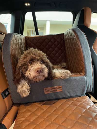 FOTOCHALLENGE 70 - Dein Hund im Auto-Beitrag-Bild