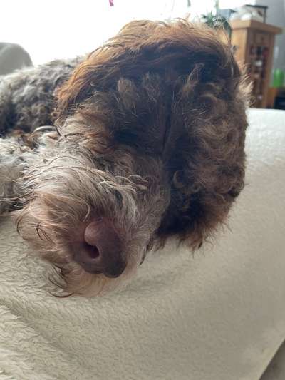 Dogorama Photo Challenge - Zeit ins Bett zu gehen-Beitrag-Bild
