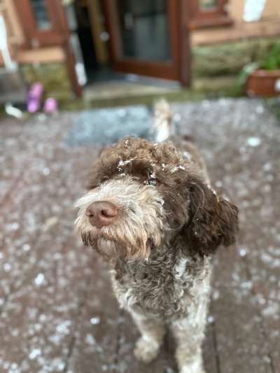 Dogorama Photo Challenge - Es wird nochmal kalt!-Beitrag-Bild