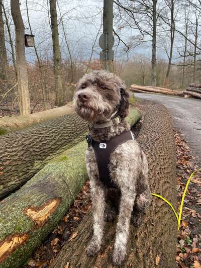 Handy Foto Challenge Nr. 49: Mein Freund der Baum-Beitrag-Bild