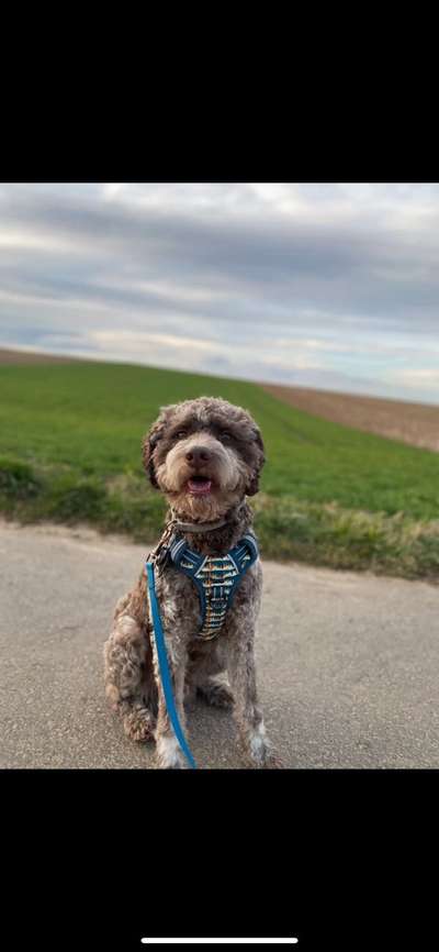 Hunde Porträt (Portrait) Galerie....-Beitrag-Bild