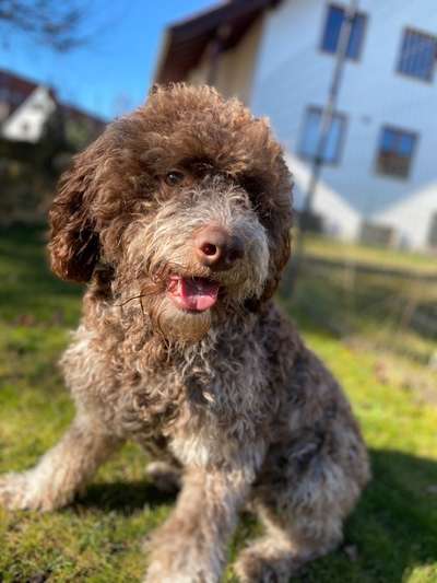 Dogorama Photo Challenge - Einmal lächeln bitte-Beitrag-Bild