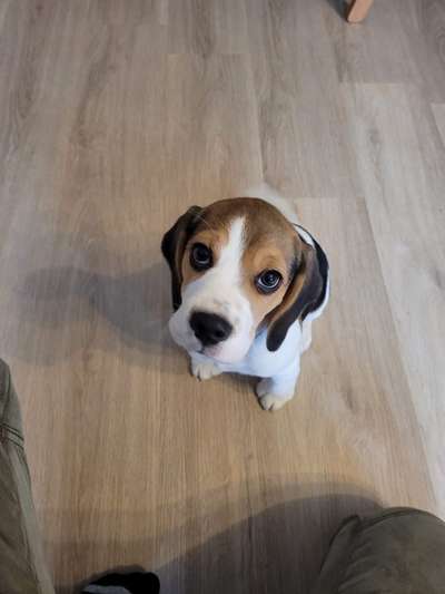 Dogorama Photo Challenge - Hundeblick zum hinschmelzen-Beitrag-Bild