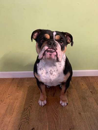 Hundetreffen-Social Walk Hilden Umgebung-Bild