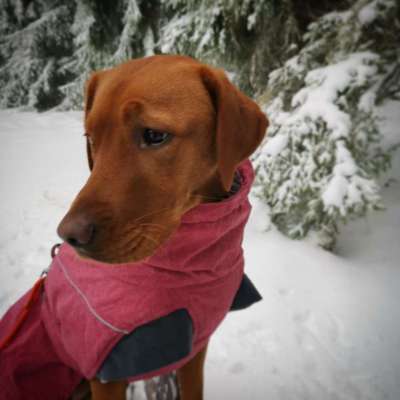 Fotochallenge 61 ~ Schnee-Beitrag-Bild