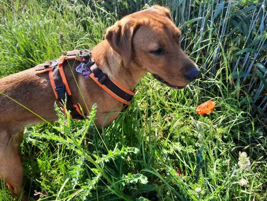 Fotochallenge Nr. 62 Romantische Momente-Beitrag-Bild